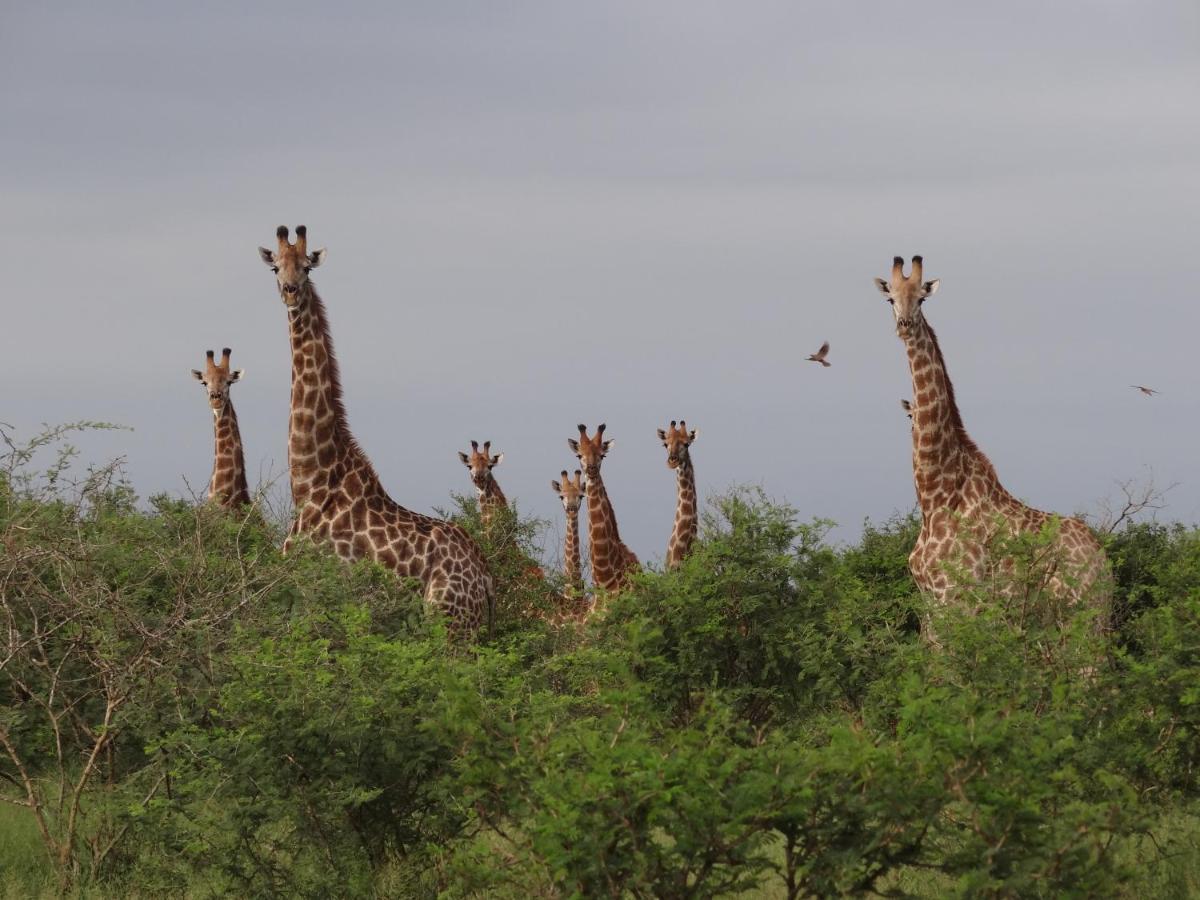 Vila Giraffe Plains Marloth Park Exteriér fotografie