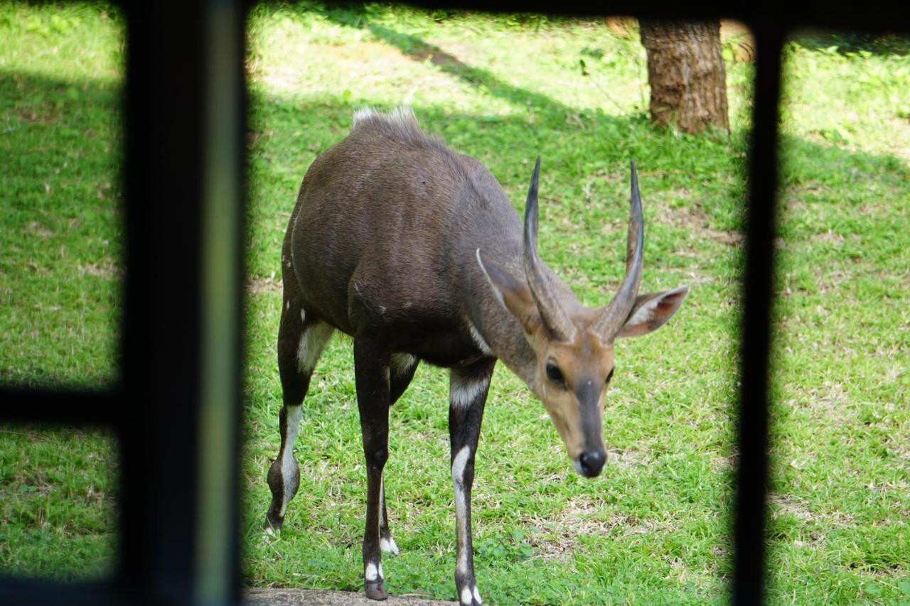 Vila Giraffe Plains Marloth Park Exteriér fotografie